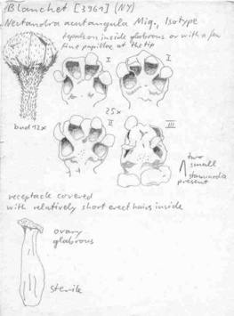 Vorschaubild Nectandra acutangula Miq.